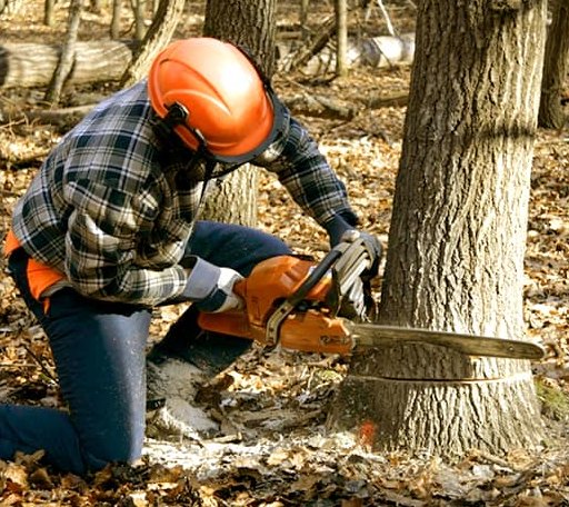 Tree Removal in Blevins, AR